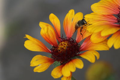 Close-up of insect on yellow flower