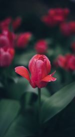 Close-up of pink flower blooming outdoors