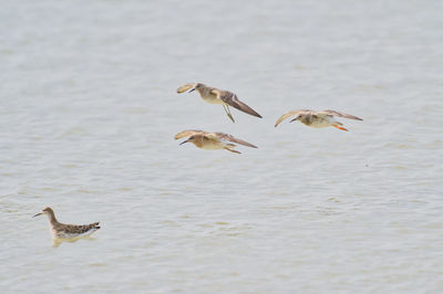 Birds in lake