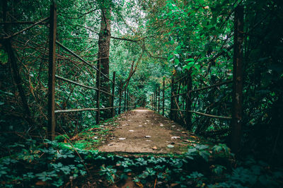 Footbridge amidst trees in forest