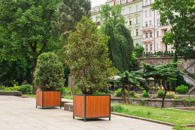 Empty park bench by trees in garden