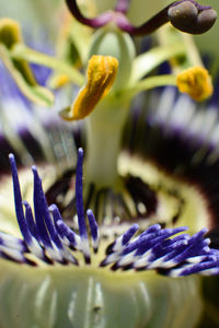 Close-up of purple flowers blooming outdoors