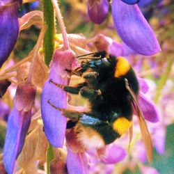 Close-up of bee pollinating on purple flower