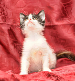 Close-up portrait of a cat