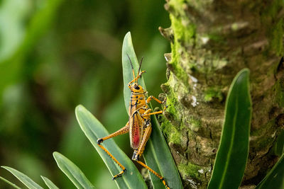 Close-up of grasshopper on plant 
