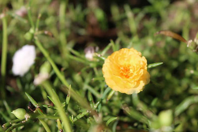 Close-up of yellow flower blooming outdoors