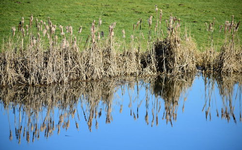 Plants growing in lake