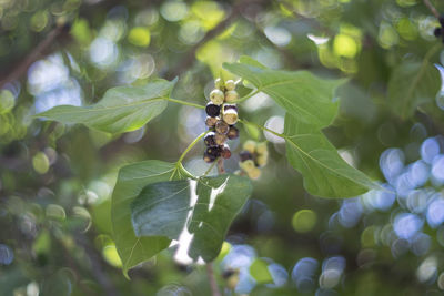 Close-up of insect on leaf