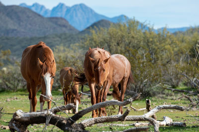 Horses in a field