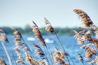 Close-up of dried plant on field against sky