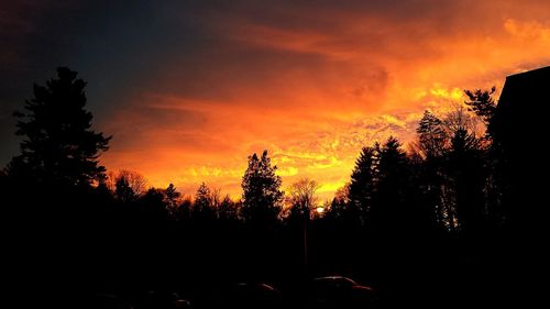 Silhouette of trees at sunset