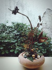 Close-up of potted plant against wall