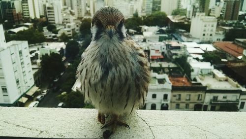 Bird perched in city