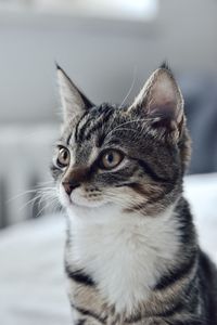 Close-up of a cat looking away