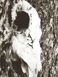 Close-up of tree trunk