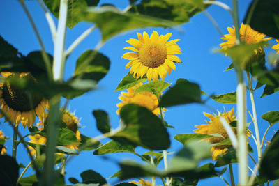 Close-up of yellow flowering plant against sky