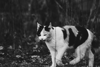 Cat on ground