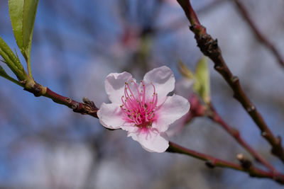 Close-up of pink cherry blossoms in spring