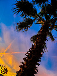 Low angle view of coconut palm tree against sky