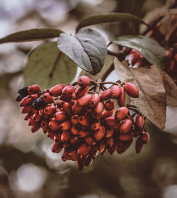 Close-up of red berries on plant
