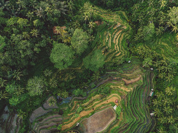 Full frame shot of rice paddy