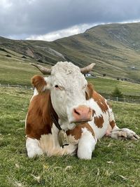 Cow in a field