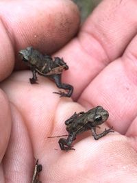 Close-up of hand holding lizard