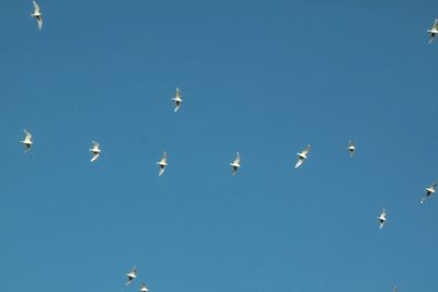 Low angle view of birds flying in sky