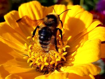 Close-up of bee pollinating on flower