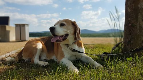 Dog relaxing on field