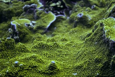 Close-up of moss on water