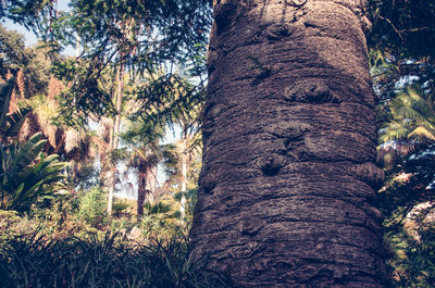 Low angle view of palm tree in forest