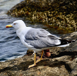 Close-up of seagull