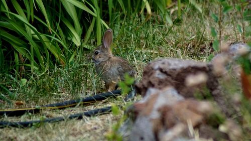 Squirrel on grass