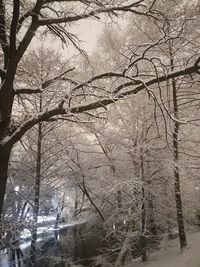 Bare trees against sky during winter