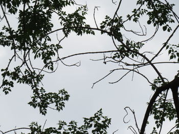 Low angle view of silhouette tree against clear sky