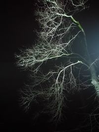 Close-up of tree against black background