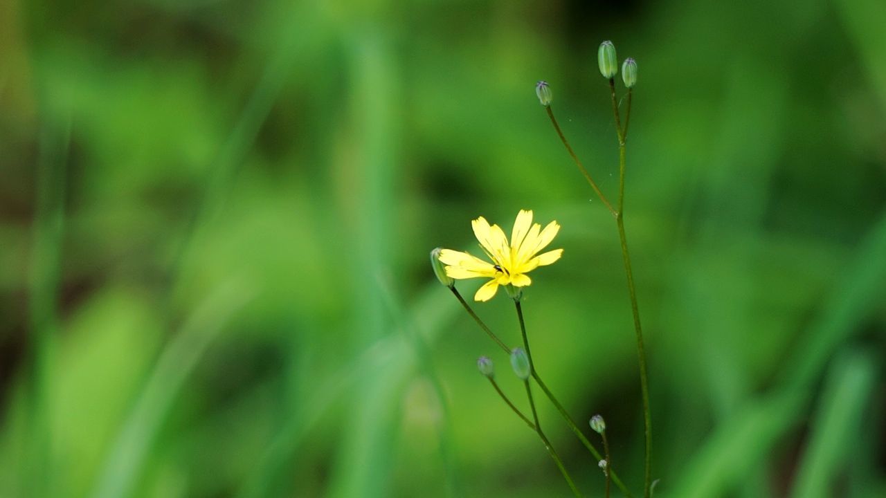 nature, growth, flower, plant, beauty in nature, fragility, green color, petal, freshness, yellow, no people, outdoors, close-up, day, flower head, blooming, leaf, grass