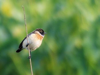 Close-up of bird perching on a plant