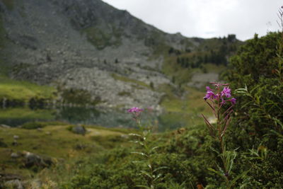 Close-up of pink flowering plants on land