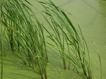 Close-up of crops growing on field