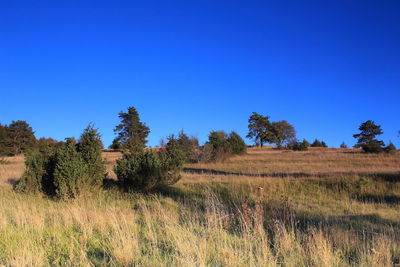 Trees on field against clear blue sky