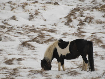 Horse standing in snow