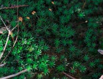 High angle view of plants growing on field