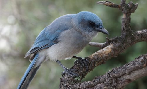 Close-up of bird perching on tree