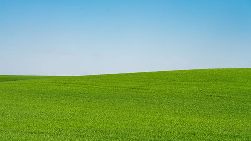 grassland