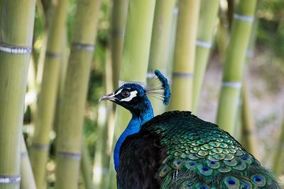 Side view of a peacock looking away