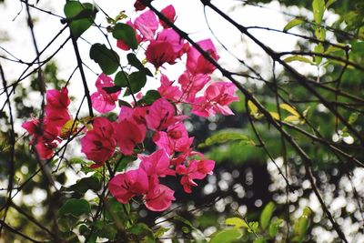 Low angle view of pink flowers on tree