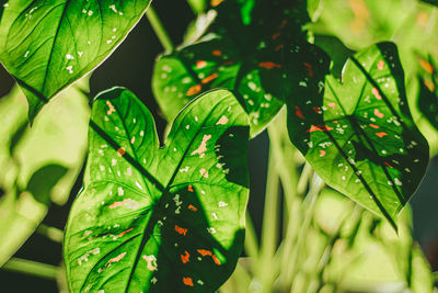 Close-up of wet plant leaves during rainy season