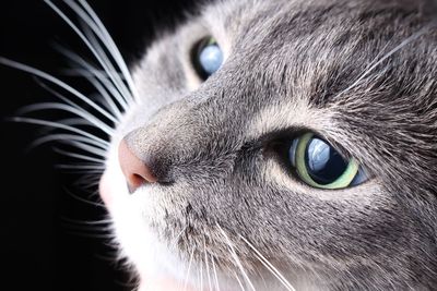 Close-up of cat